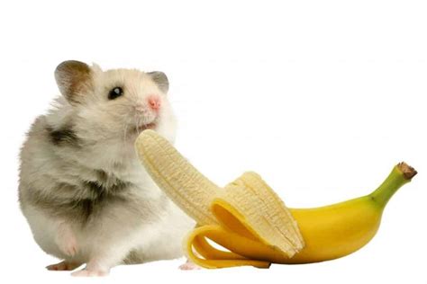 hamster eating banana|can hamsters eat bannas.